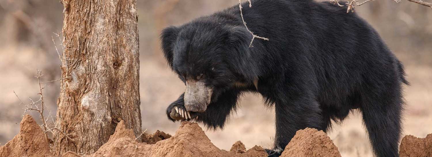 ratanmahal sloth bear sanctuary dahod