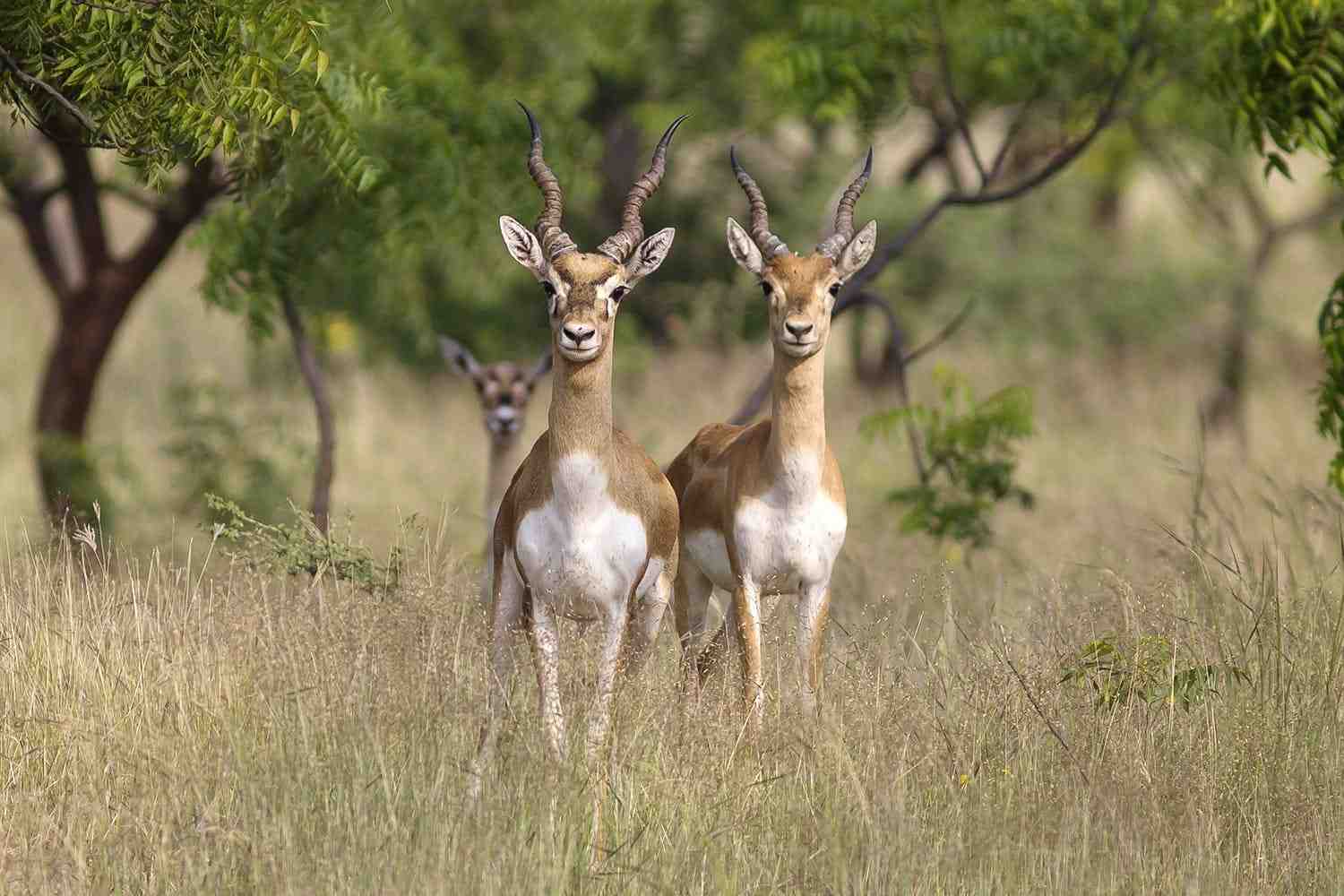 rehekuri blackbuck sanctuary in maharashtra