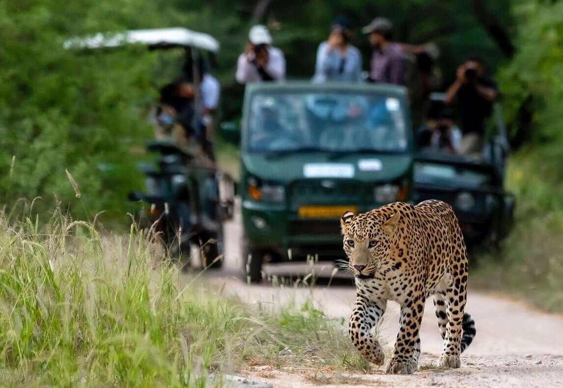 wildlife safari in jaipur