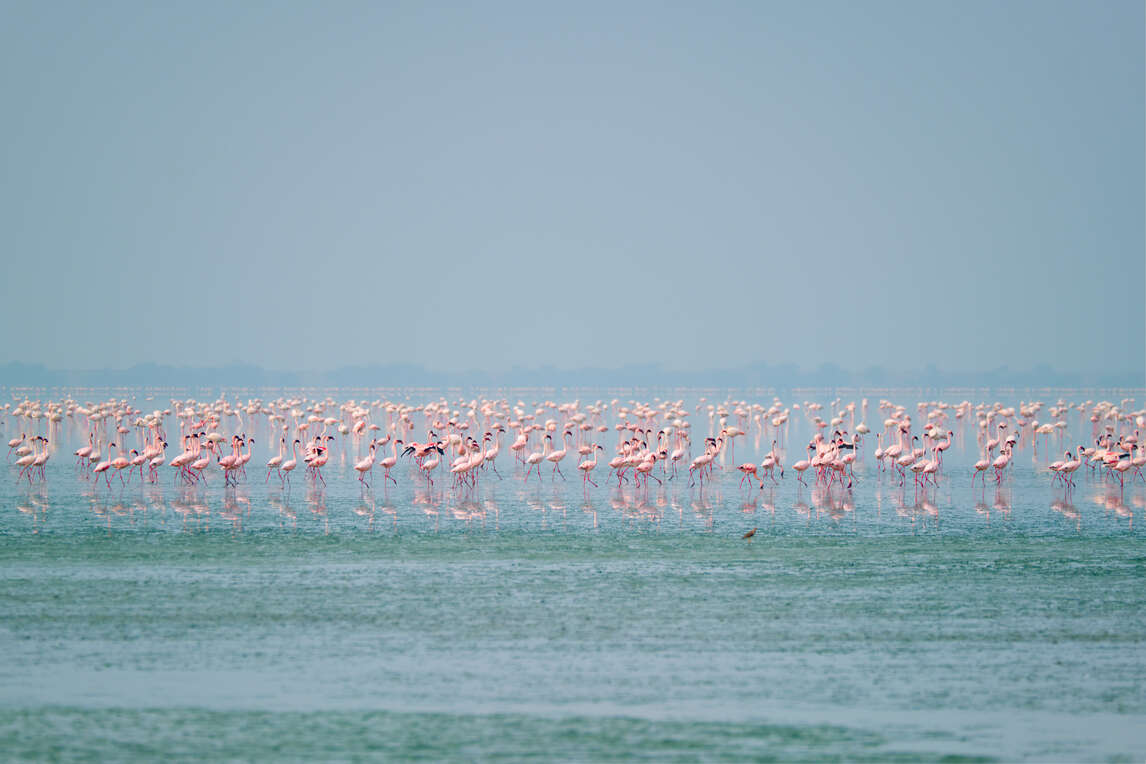 sambhar lake jaipur