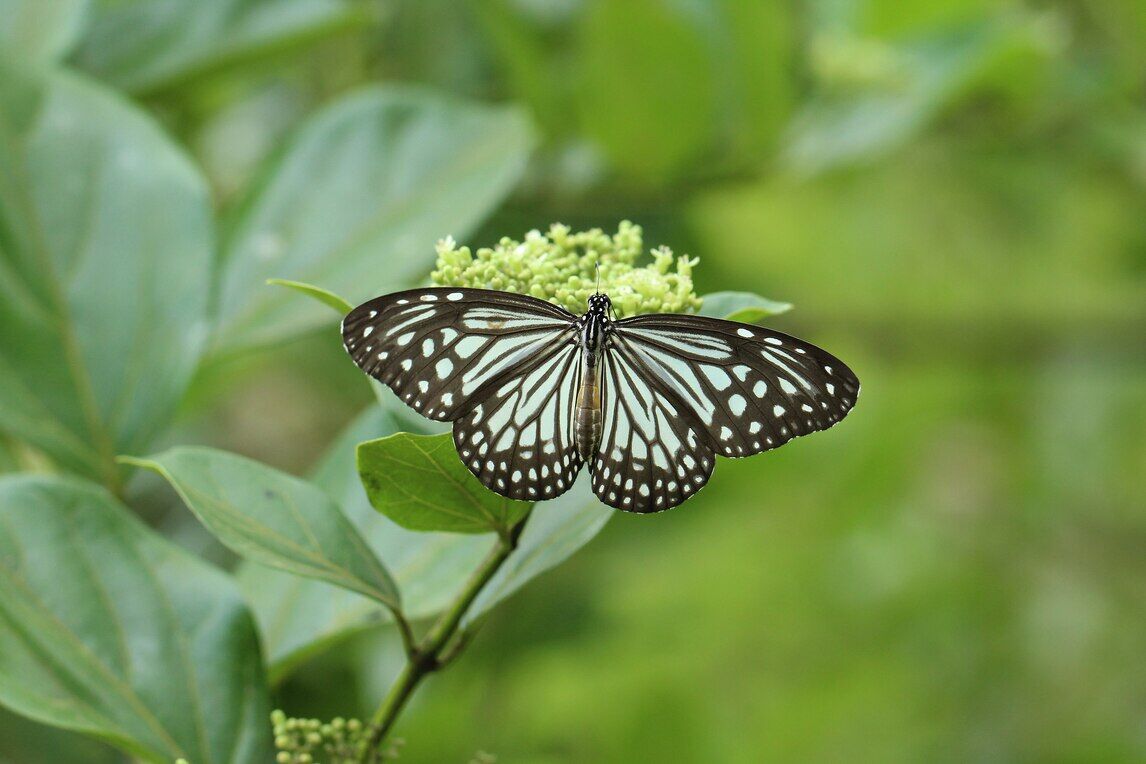 sammilan shetty butterfly park