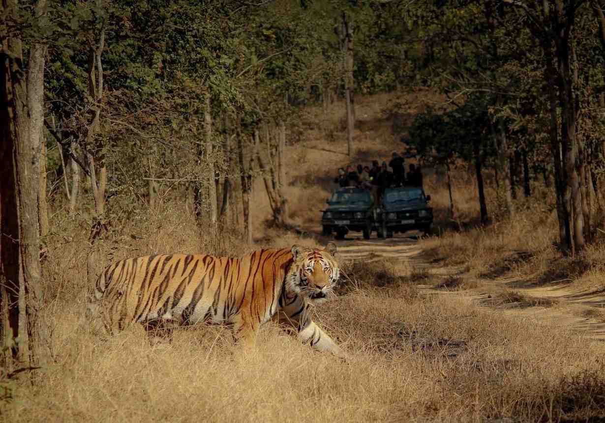 sanjay dubri tiger reserve