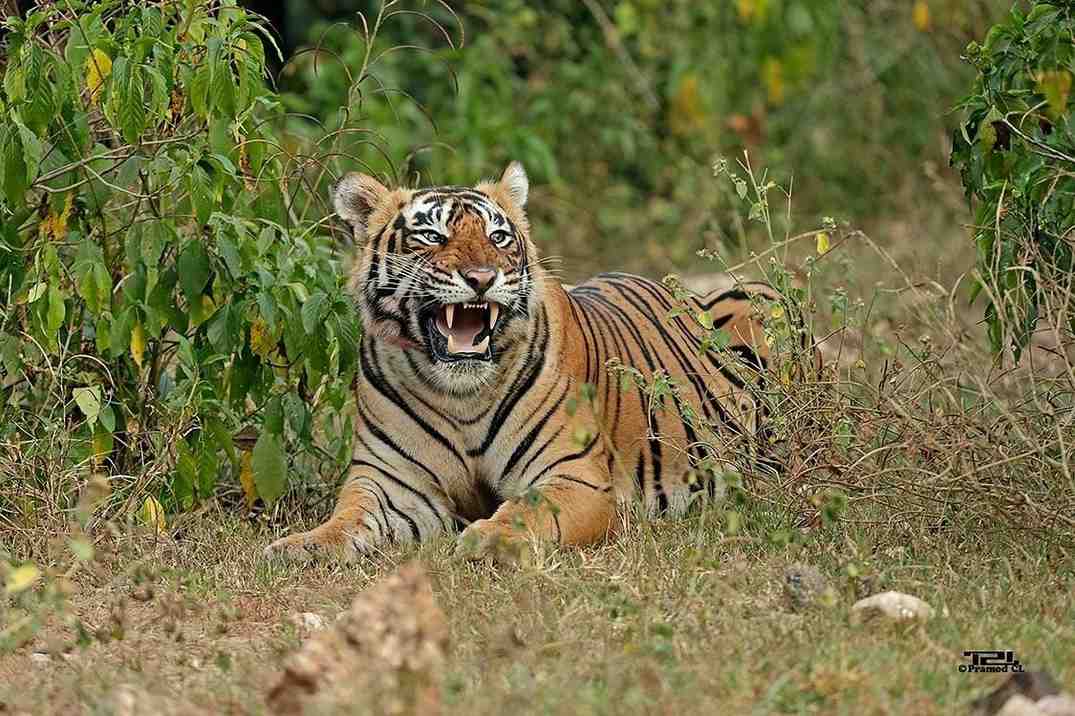 sariska tiger reserve 