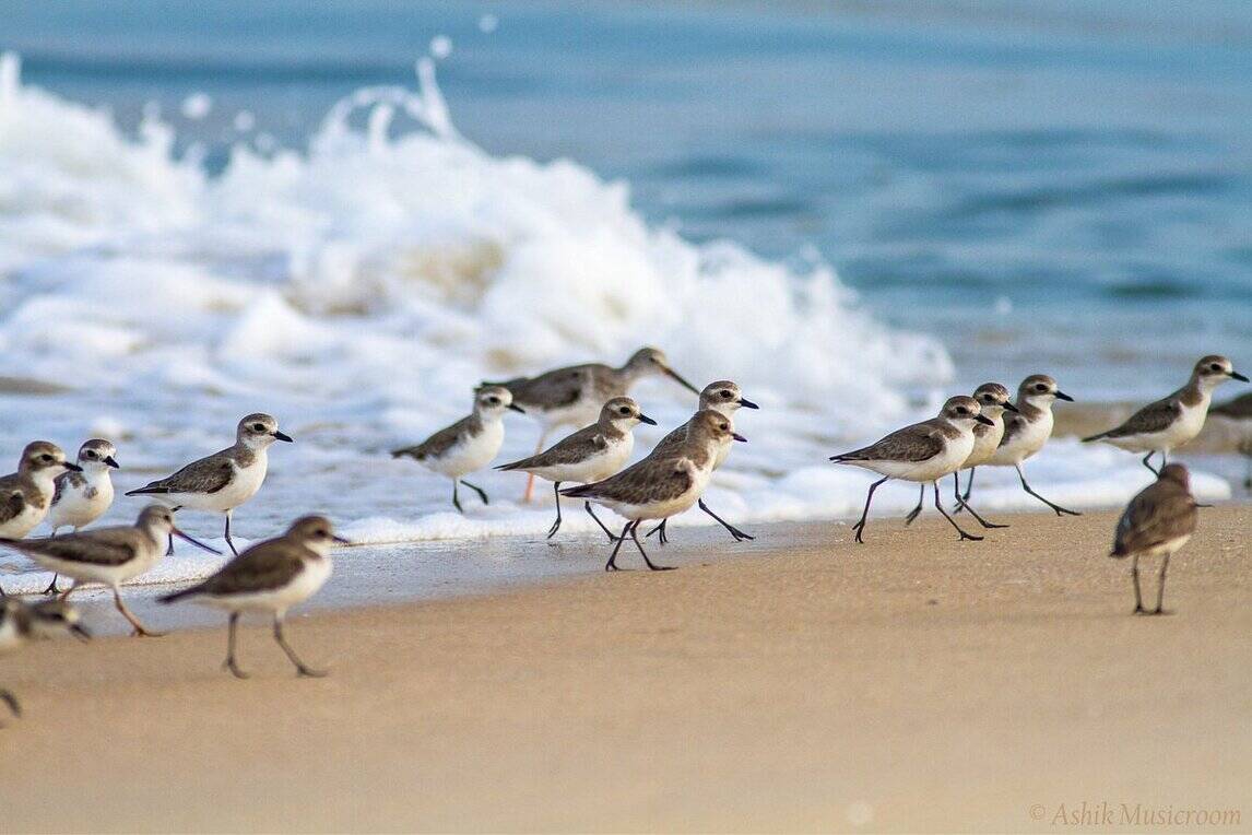 sasihithlu beach mangalore