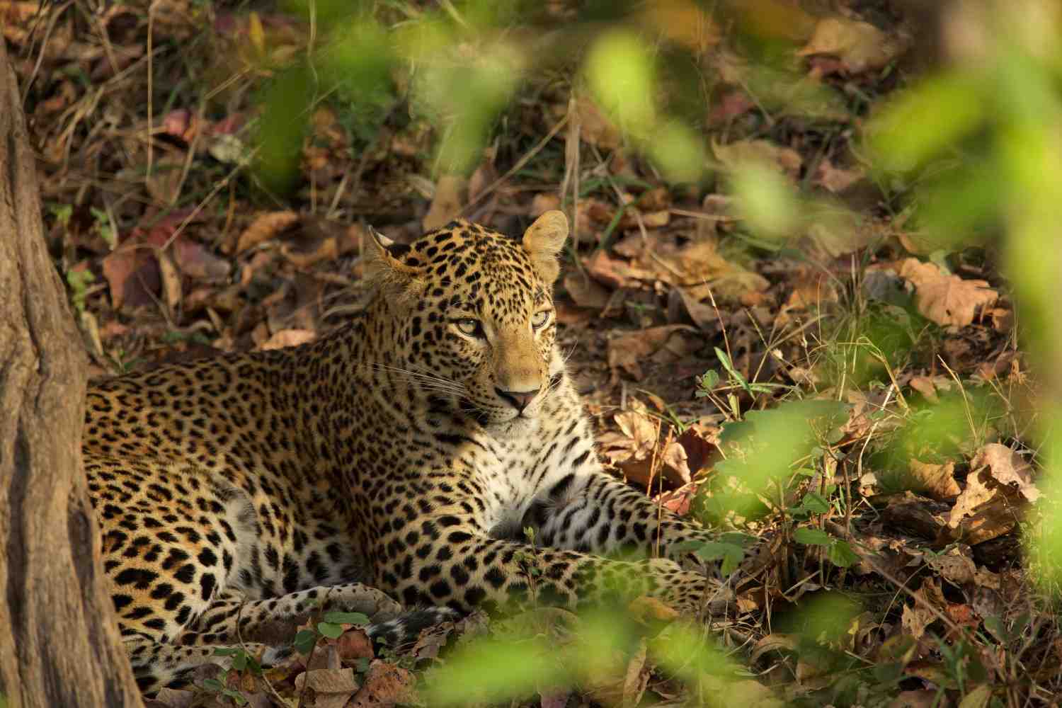 satpura national park