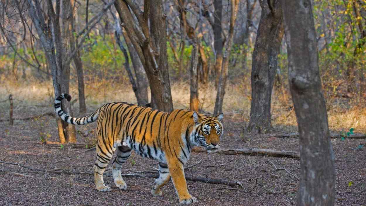 sawai mansingh wl sanctuary