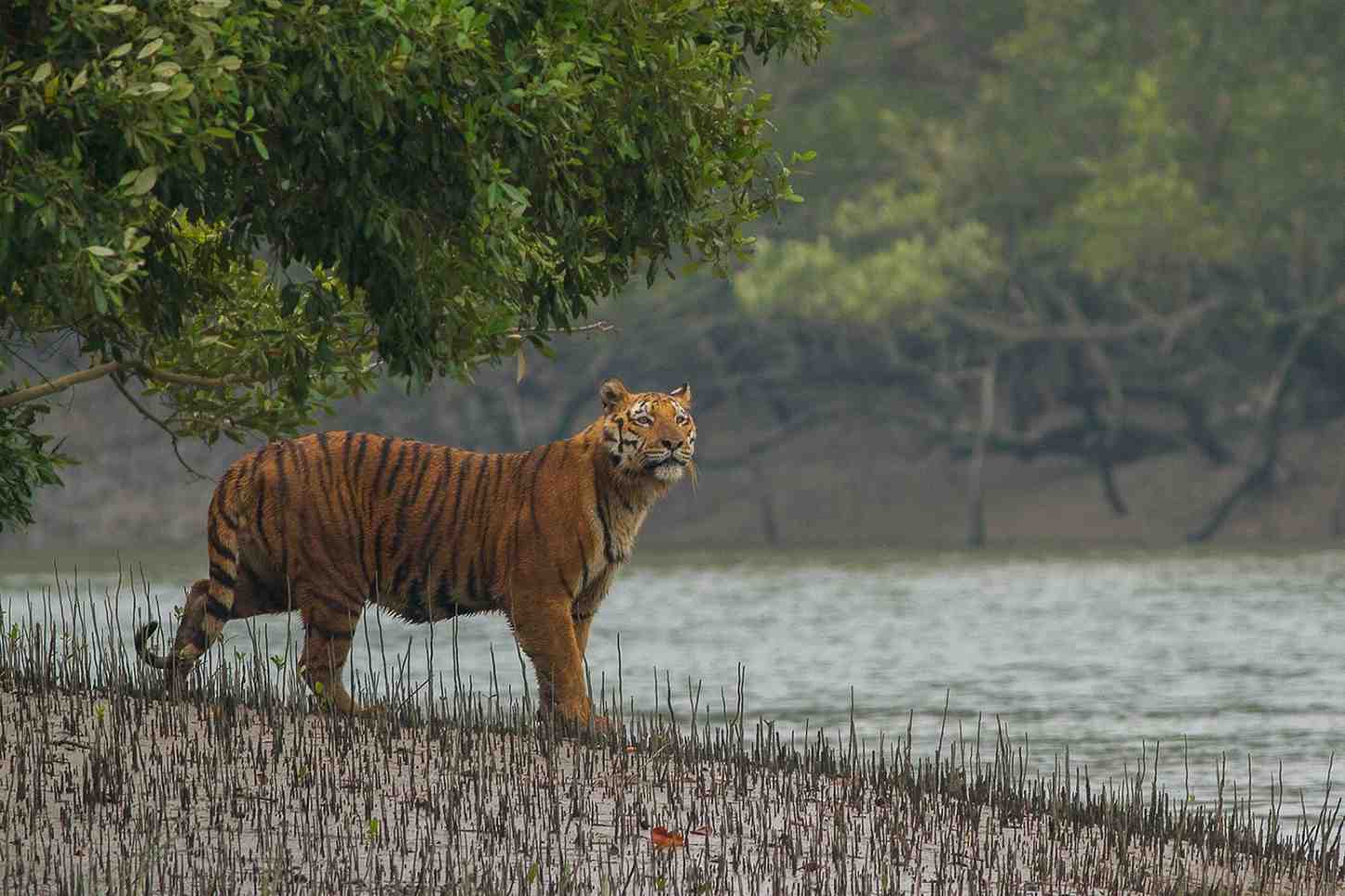 sundarban national park