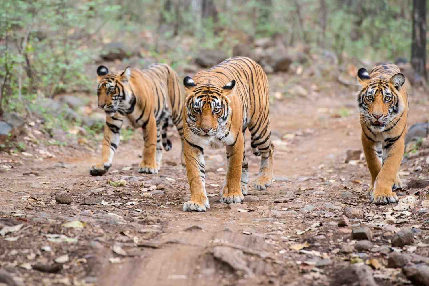 sundarbans national park