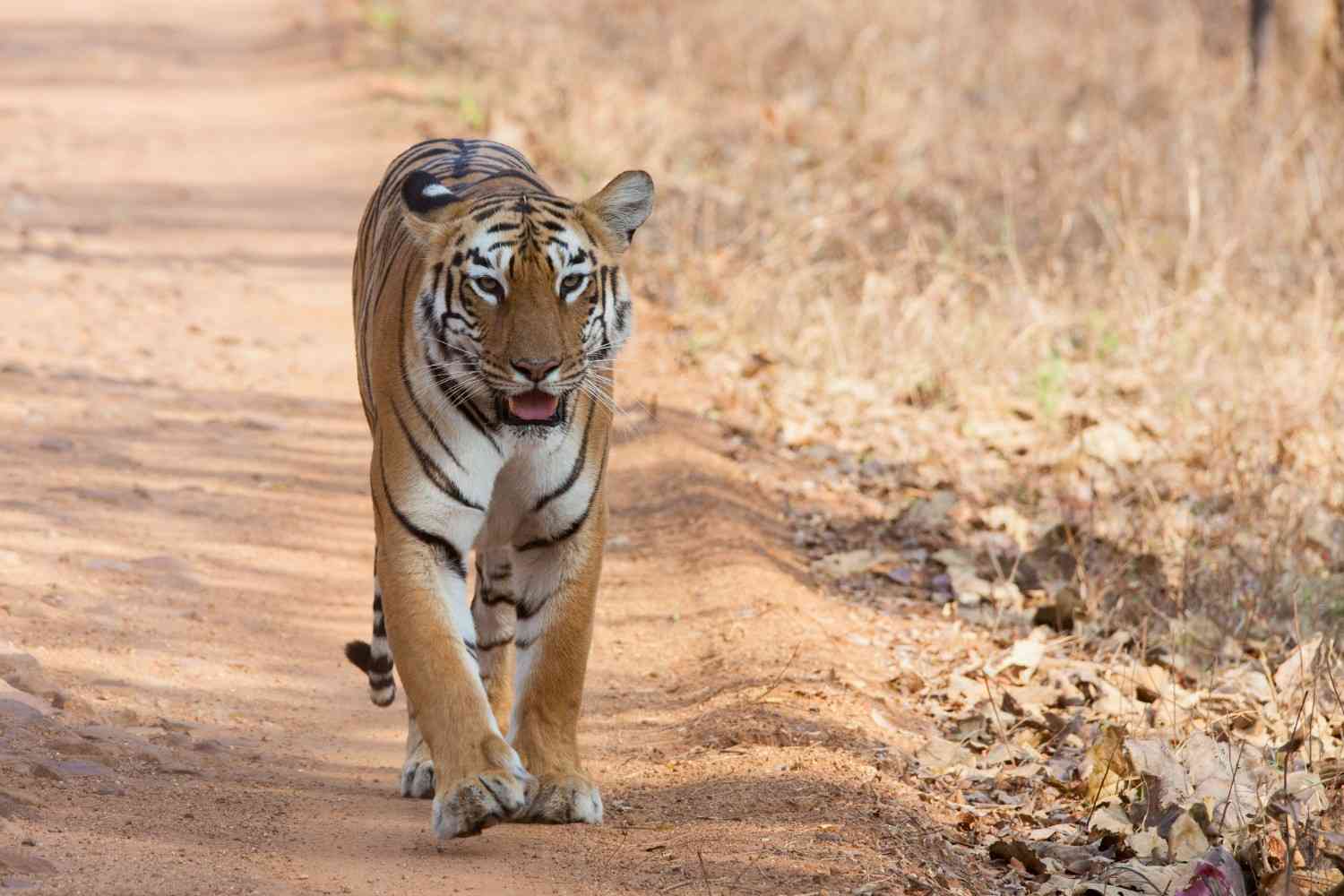 tadoba andhari national park and safari in maharashtra