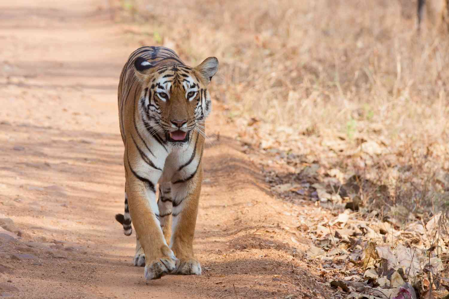 tadoba andhari tiger project