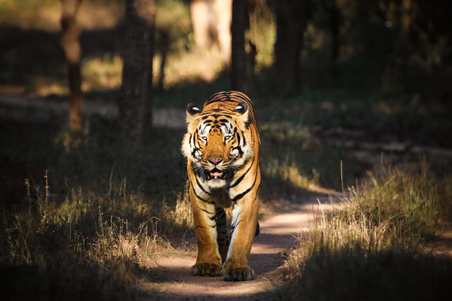 tadoba national park