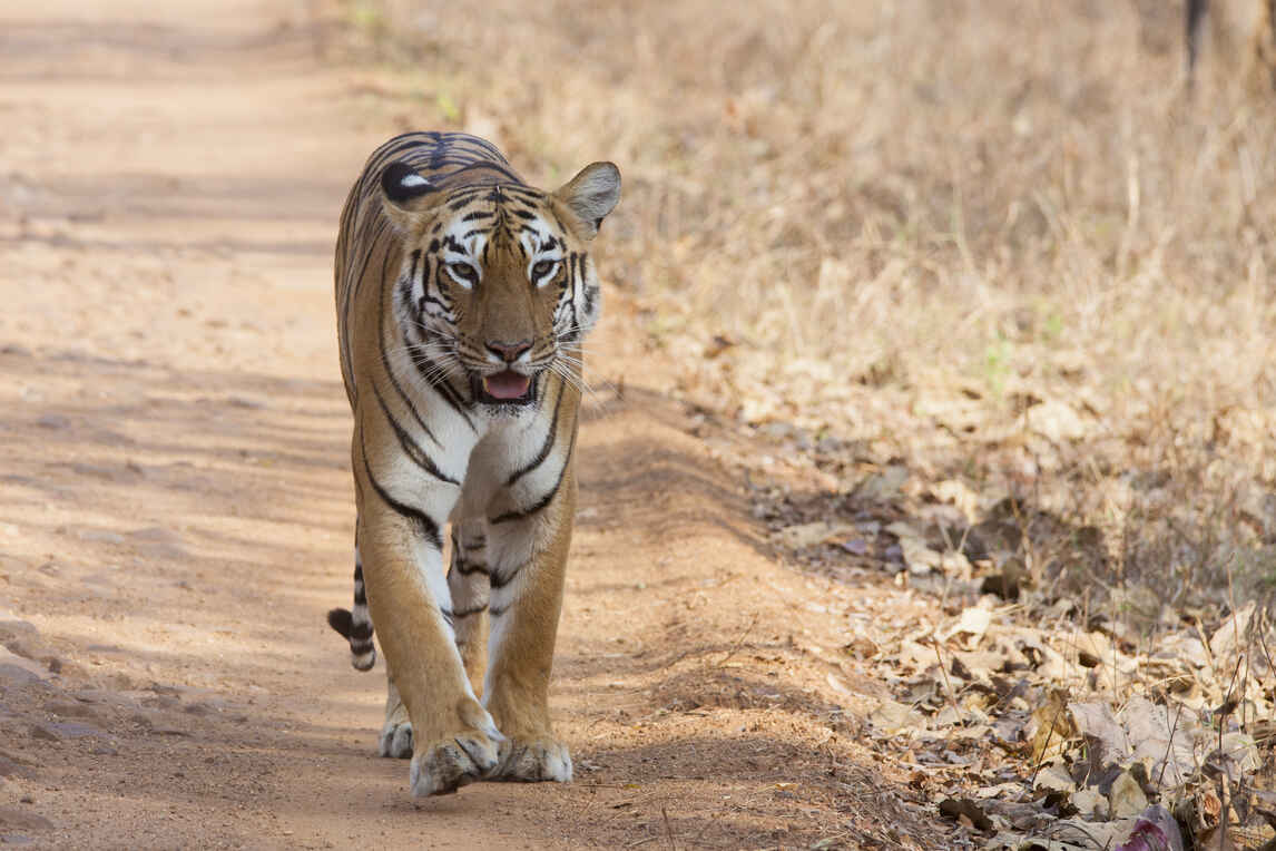 tadoba winter maharashtra