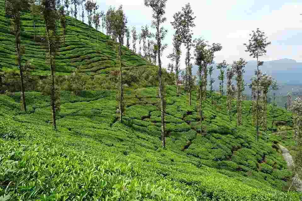 tea garden