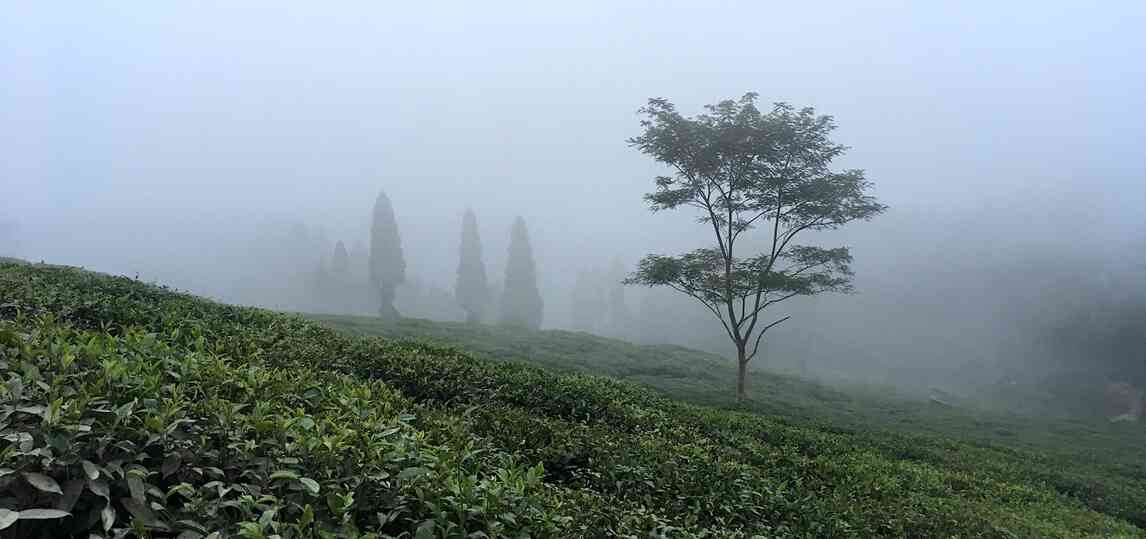 tea gardens