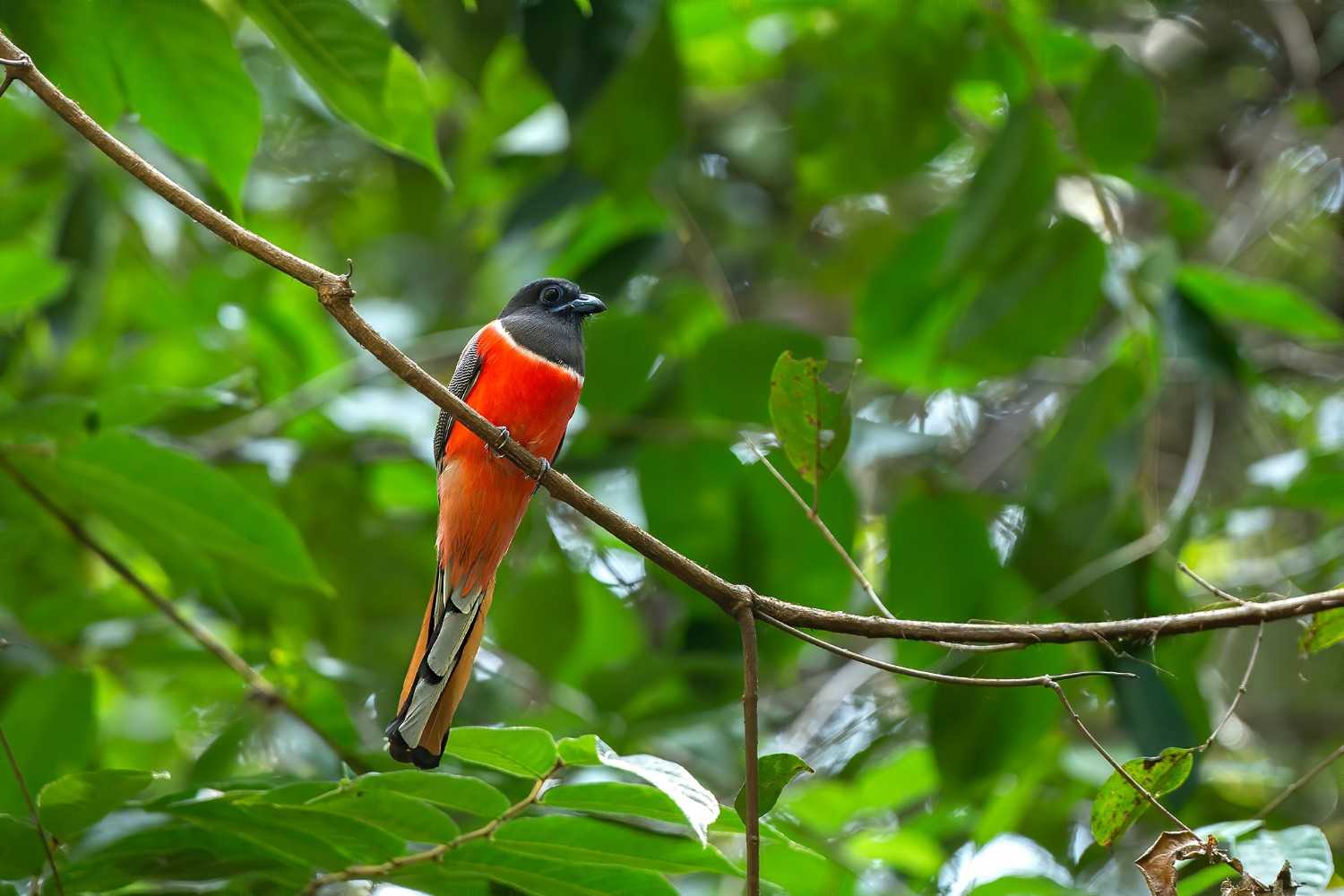 thattekkad bird sanctuary