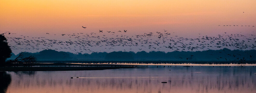 thol lake bird sanctuary ahmedabad