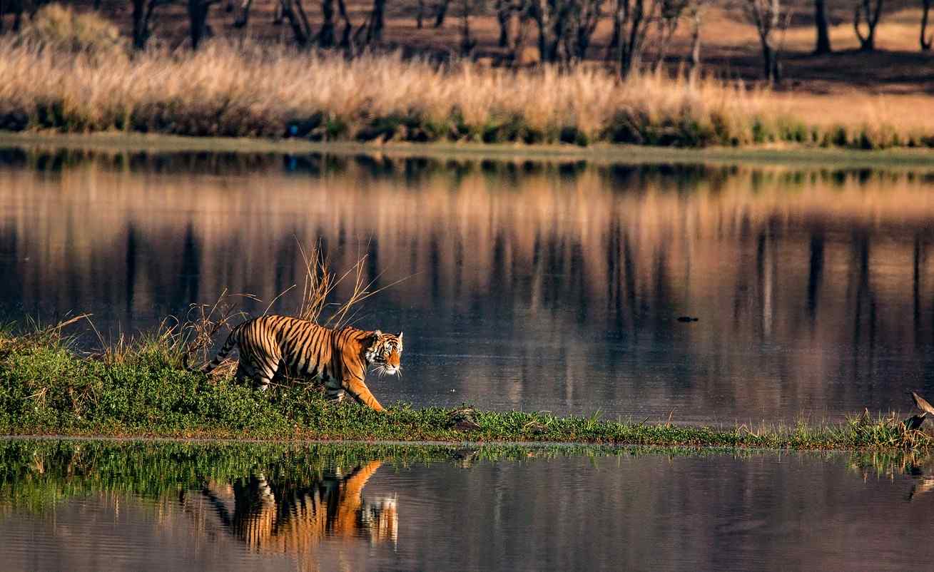 tholpetty wayanad wildlife sanctuary