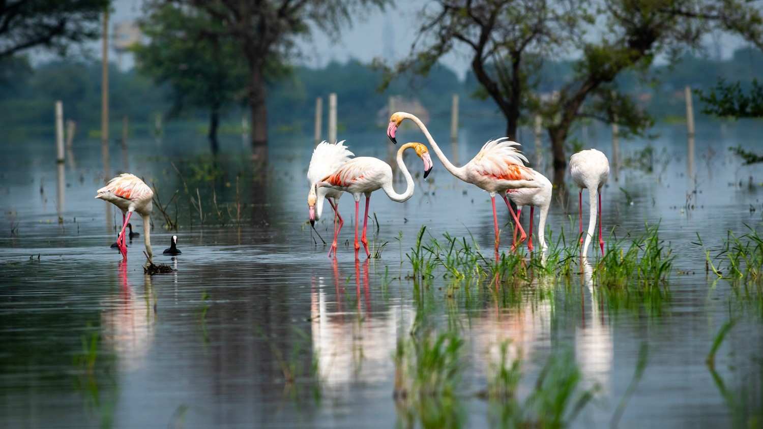 top 12 bird sanctuaries to visit in rajasthan