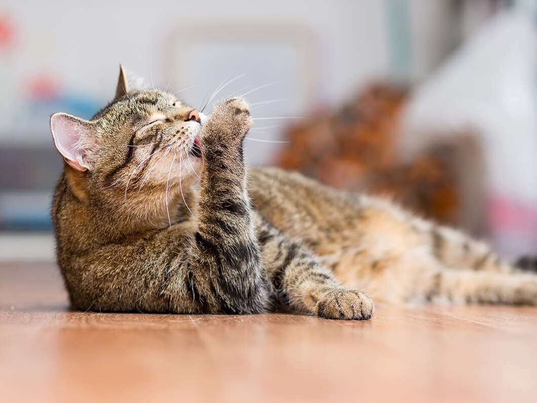 How To Interpret And Understand Your Cat's Behaviour: Explained