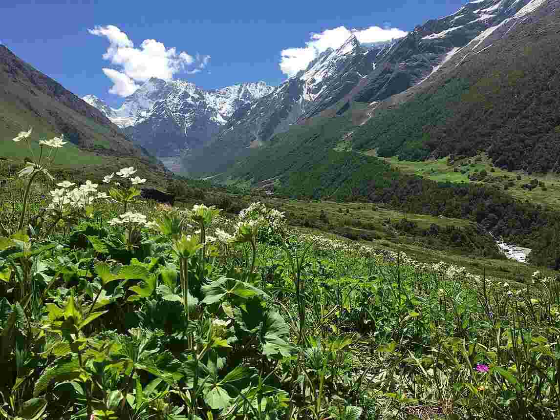 valley of flowers july