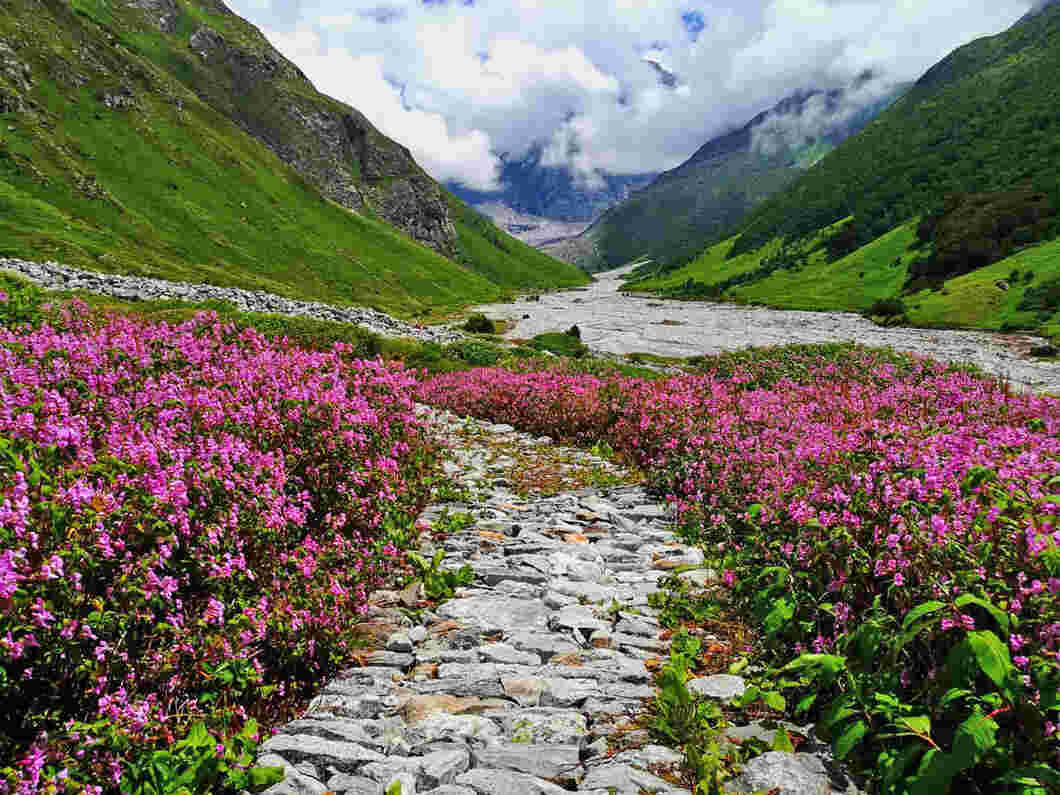 valley of flowers