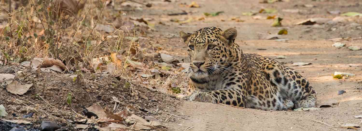 vansda national park navsari