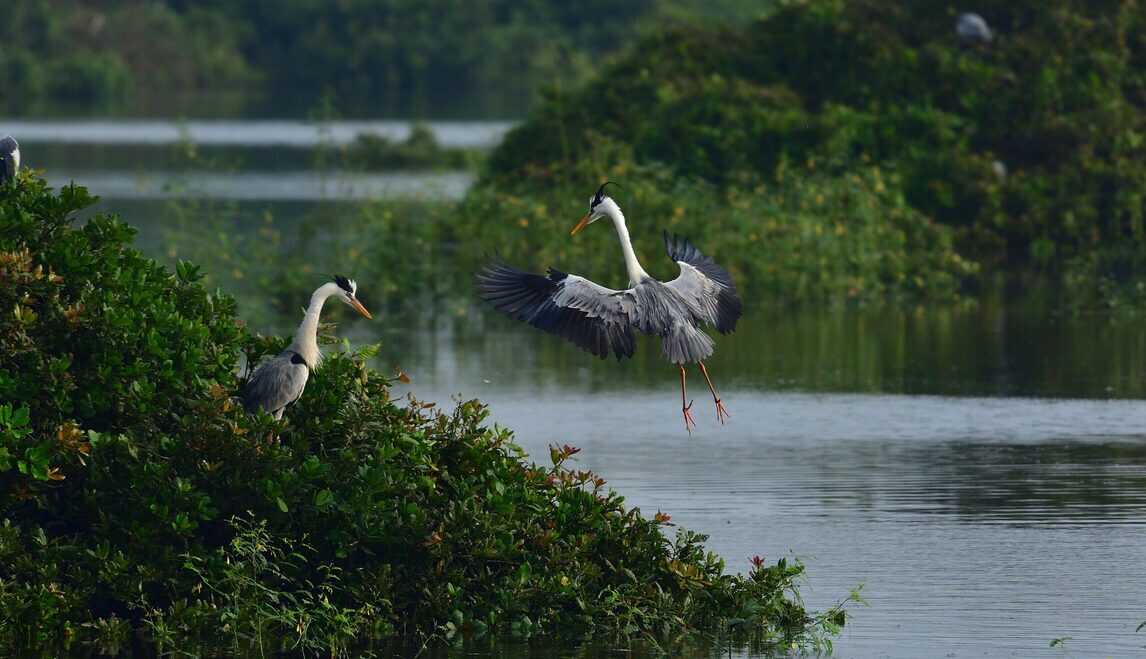 vedanthangal bird sanctuary