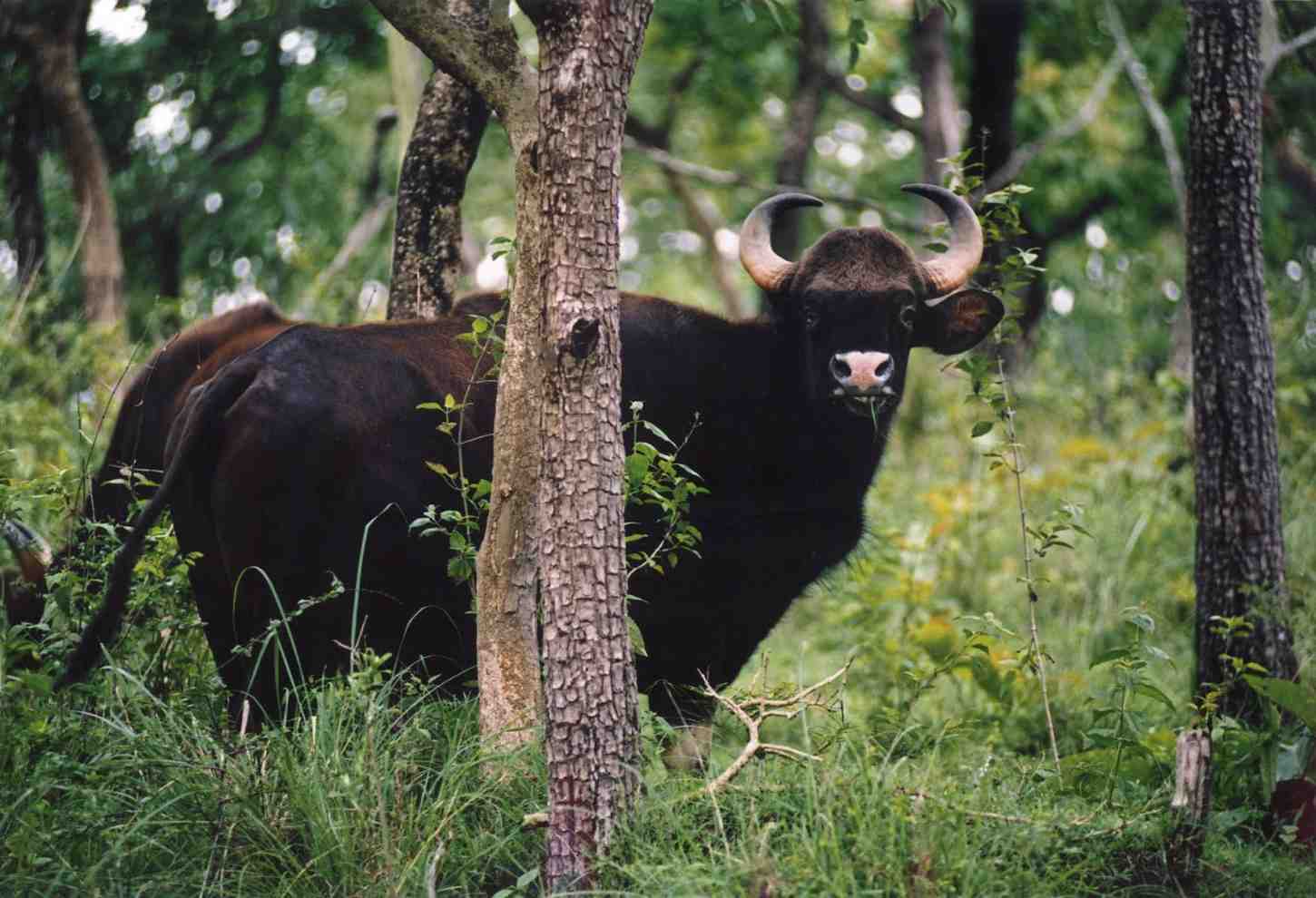 wayanad wildlife sanctuary