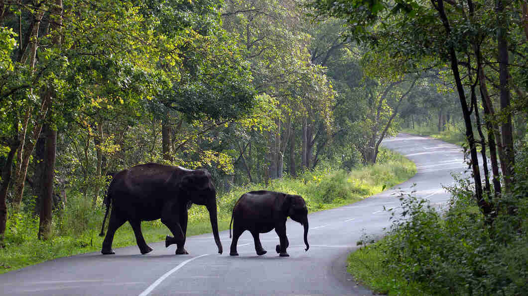 wayanad winter