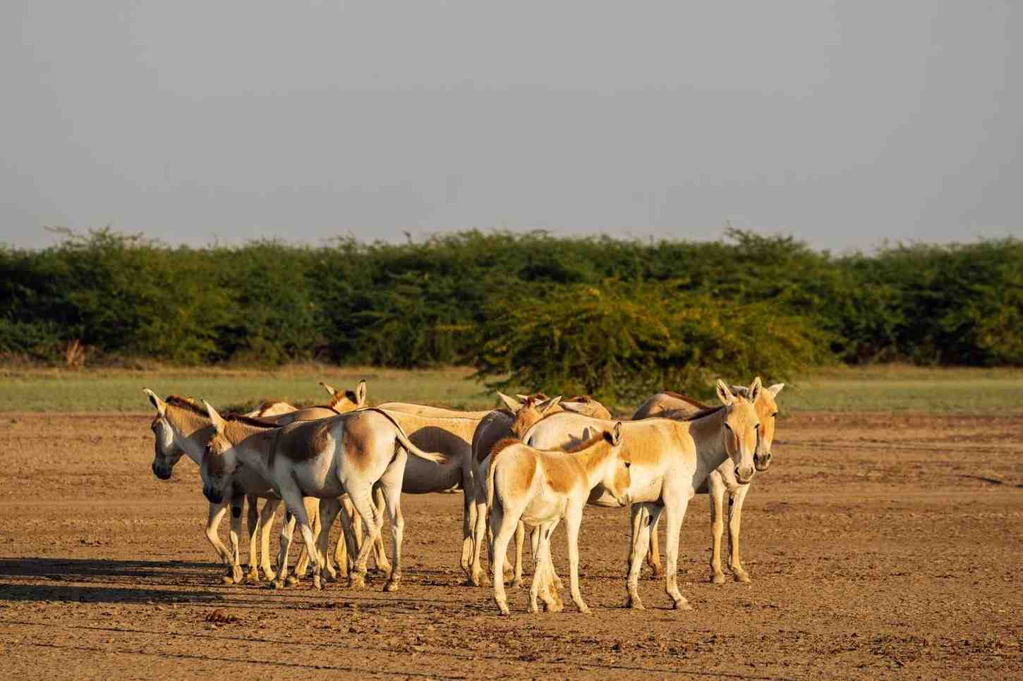 wild ass sanctuary little rann of kutch