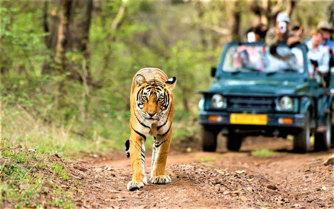 wildlife safari in udaipur