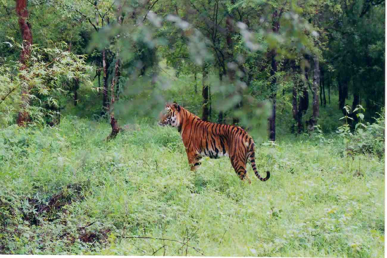 wildlife safaris in maharashtra