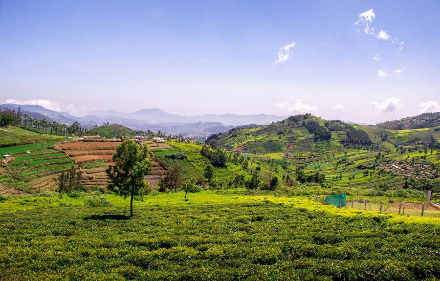 scenic view of tea plantations in coonoor