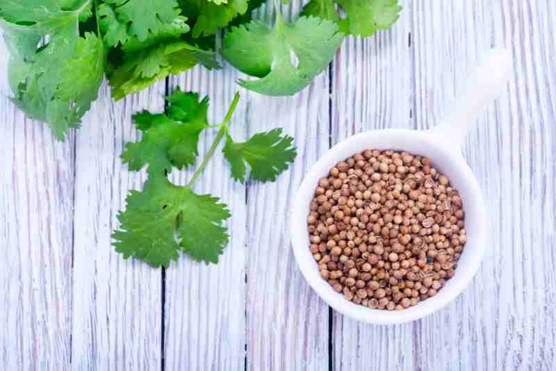 coriander-water