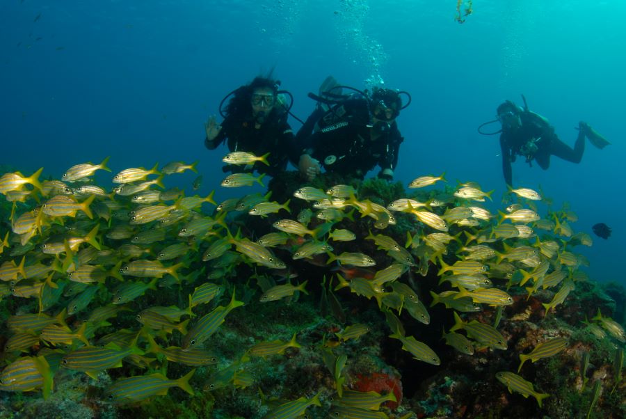 three scuba divers looking at the group of fishe