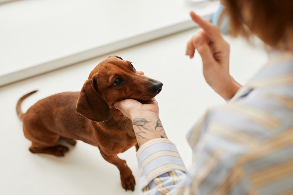 dachshund getting trained by owner