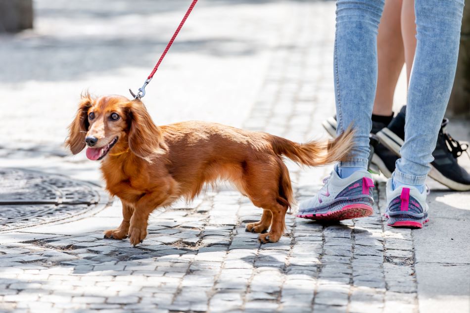 dachshund walking on a street