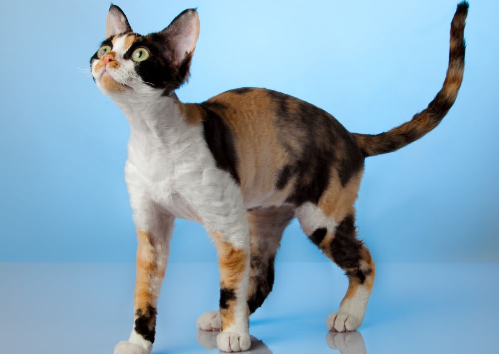 Devon Rex Cat Breed Information Characteristics And How To Take Care