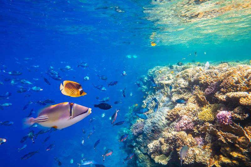 different tropical fishes on a coral reef