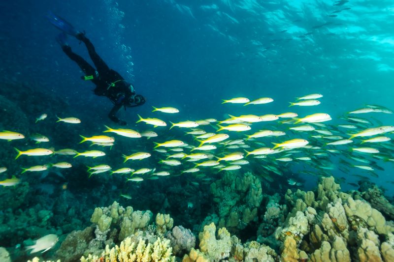 scuba diver swimming along with yellow fishes