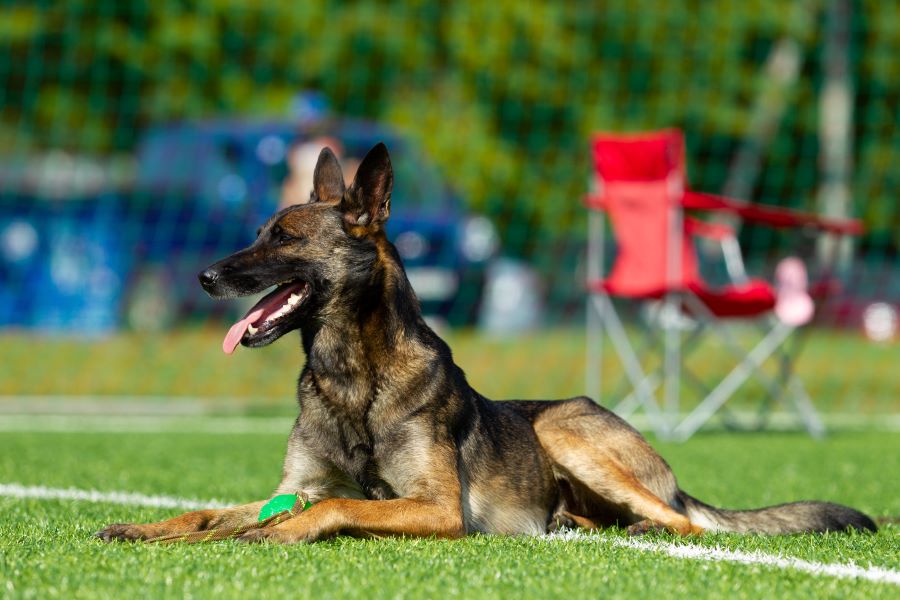 Belgian Milano Dog Breed Information, Characteristics & How to Take Care