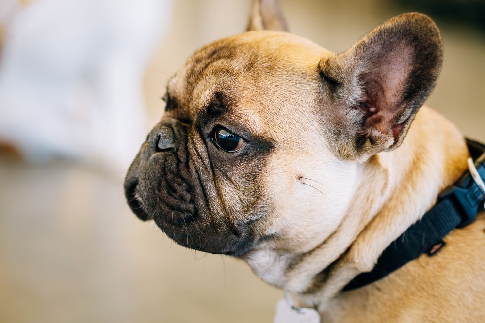 French Bulldog Breed Information, Characteristics & How to Take Care
