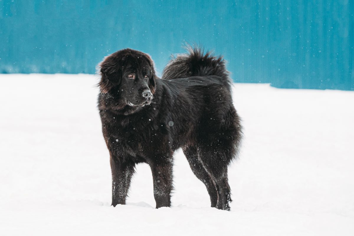 newfoundland dog