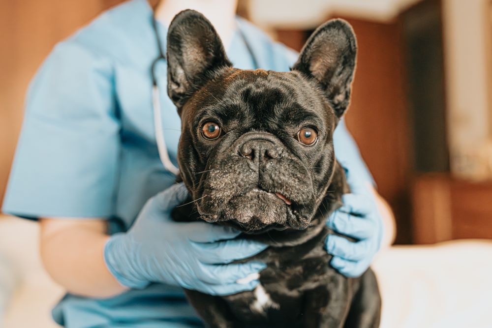 french bulldog with vet