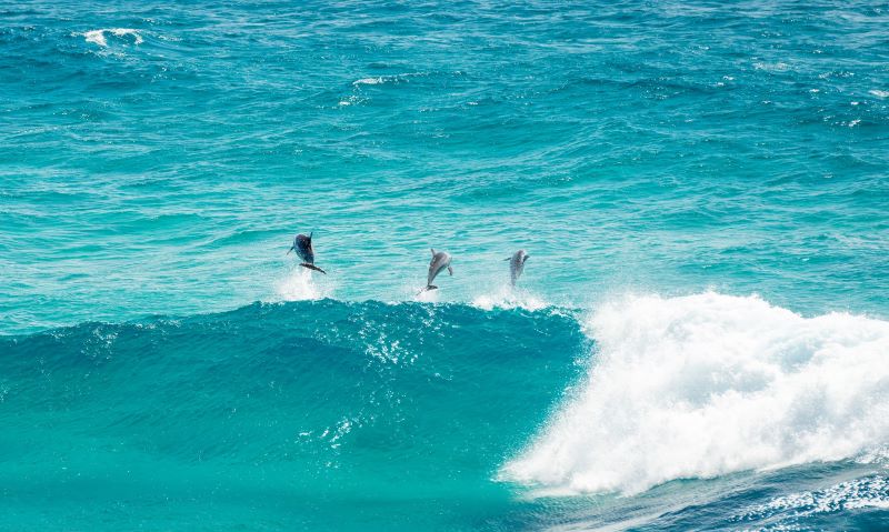 three dolphin jumping 