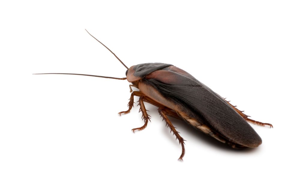 dubia-cockroach-blaptica