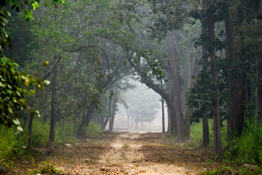 plan your one day trip in dudhwa national park with families