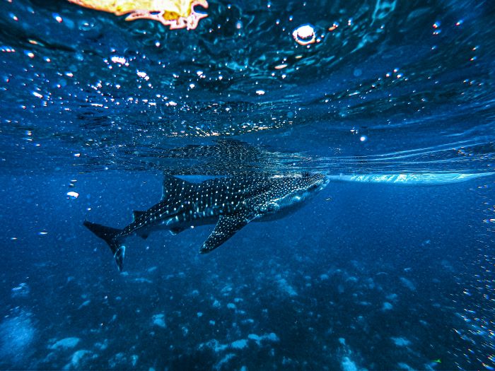 fish in blue sea