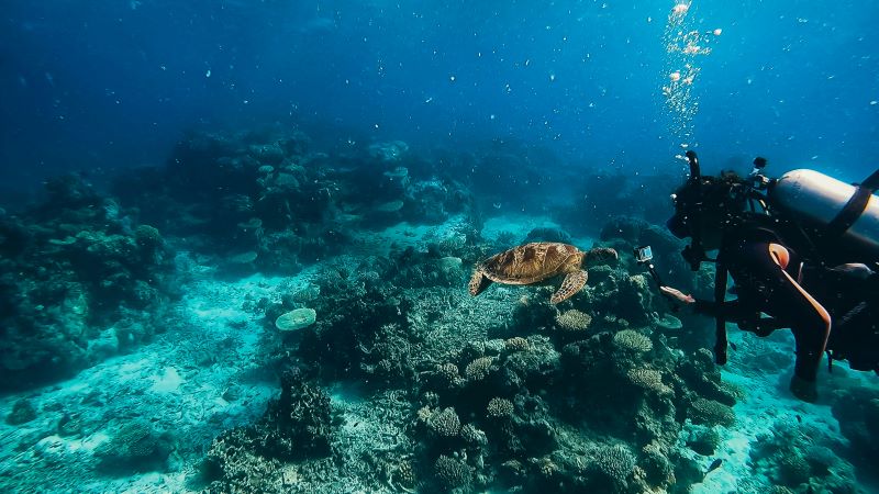 scuba diver taking picture of a tortoise