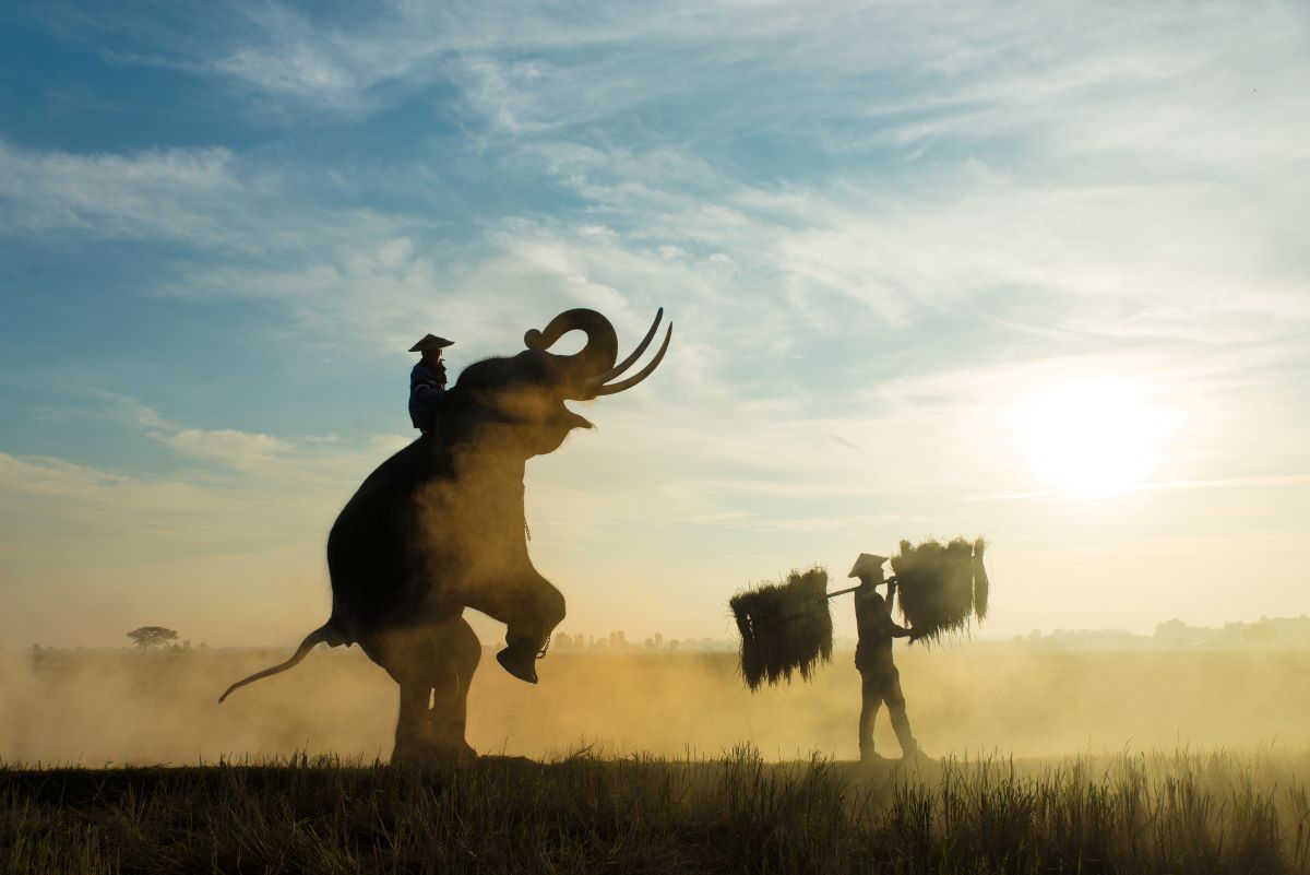 elephants at thailand